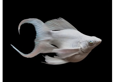 M. ballon lyre platinum white blue eyes