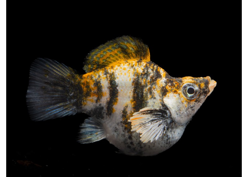 M. ballon shortbody tiger black eyes