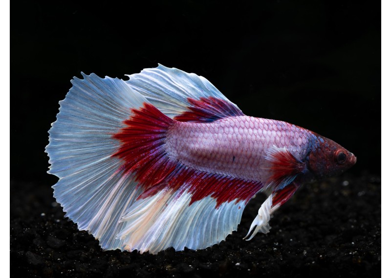 Betta HM select mâle butterfly lavender