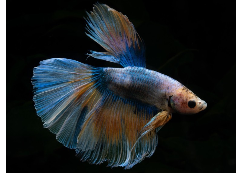 Betta HM select mâle jaune et bleu