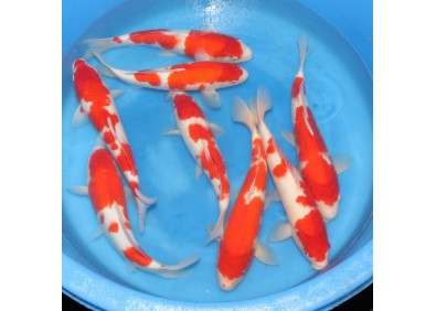 Nisai Kohaku MARUSEI