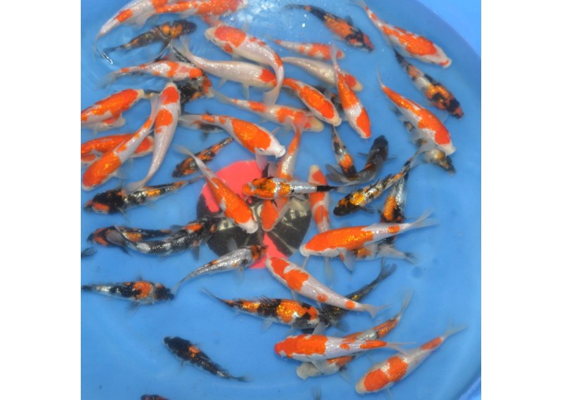 Tosai Ginrin Kohaku SHINODA