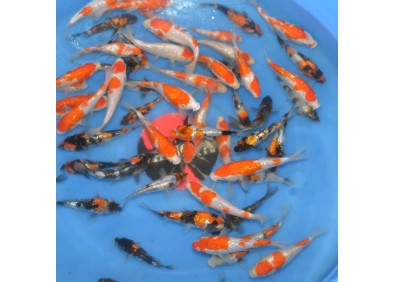 Tosai Ginrin Kohaku SHINODA