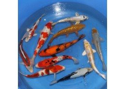Nisai mix FUKASAWA 30-35 cm