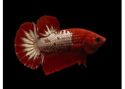 Betta plakat mâle select...