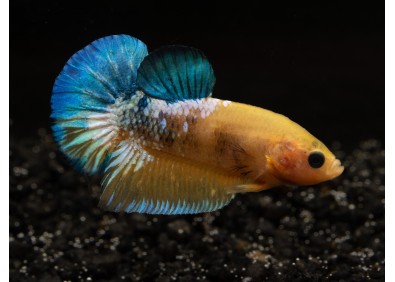 Betta plakat mâle select yellow fancy