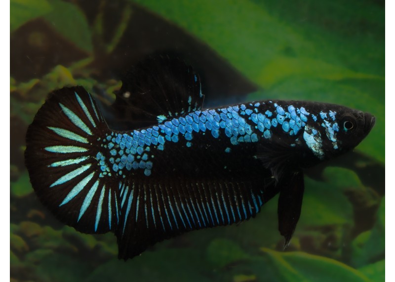 Betta plakat mâle select samourai bleu