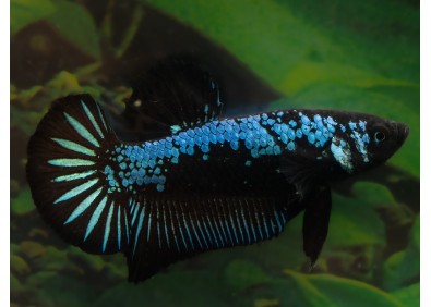 Betta plakat mâle select samourai bleu