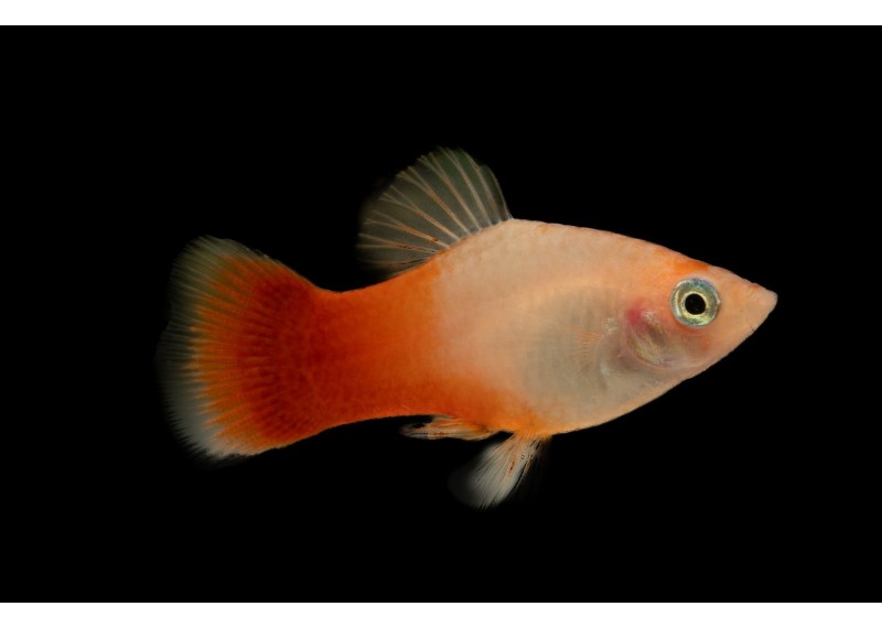 Platy sunburst