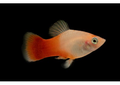 Platy sunburst