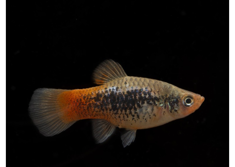 Platy tuxedo rainbow