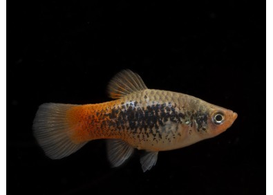 Platy tuxedo rainbow