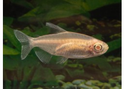 Tétra du congo albinos