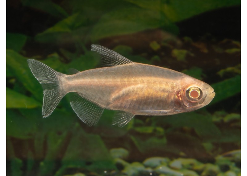 Tétra du congo albinos