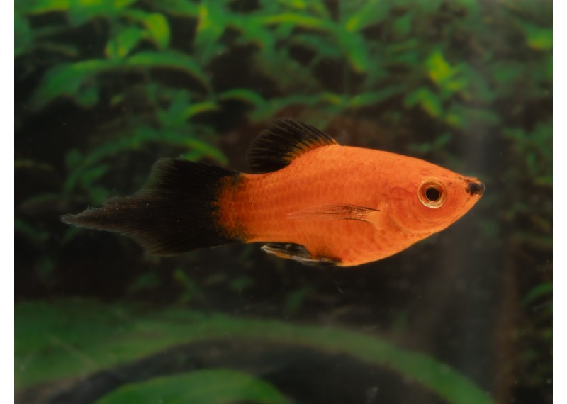 Platy rouge wagtail shpitz