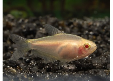 Tétra empereur albinos