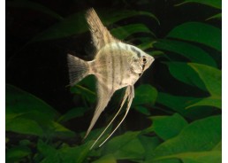 Scalaire blue pinoy