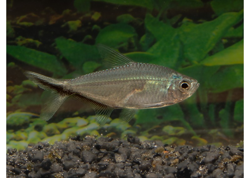 Moenkhausia costae
