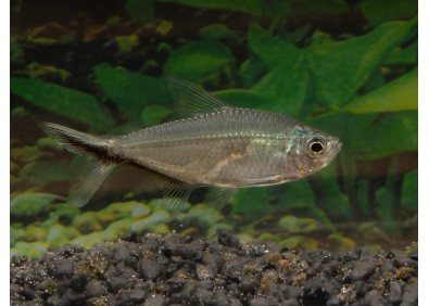 Moenkhausia costae