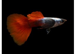 Guppy mâle select éléphant...