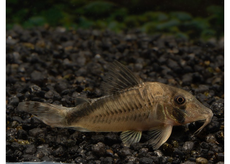 Corydoras Olga