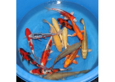 Nisai mix MARUSEI 23-28 cm