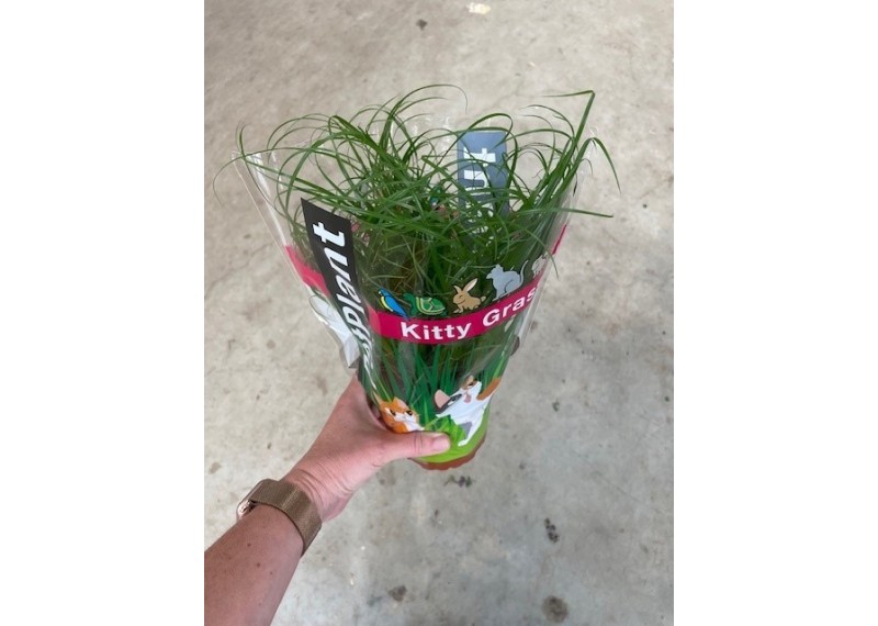 Herbe à chat  - Kitty grass (Cyperus zumula) - Pot de 10cm