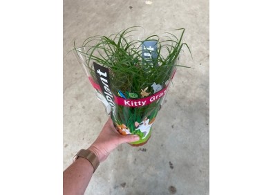 Herbe à chat  - Kitty grass (Cyperus zumula) - Pot de 10cm
