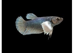 Betta femelle plakat...