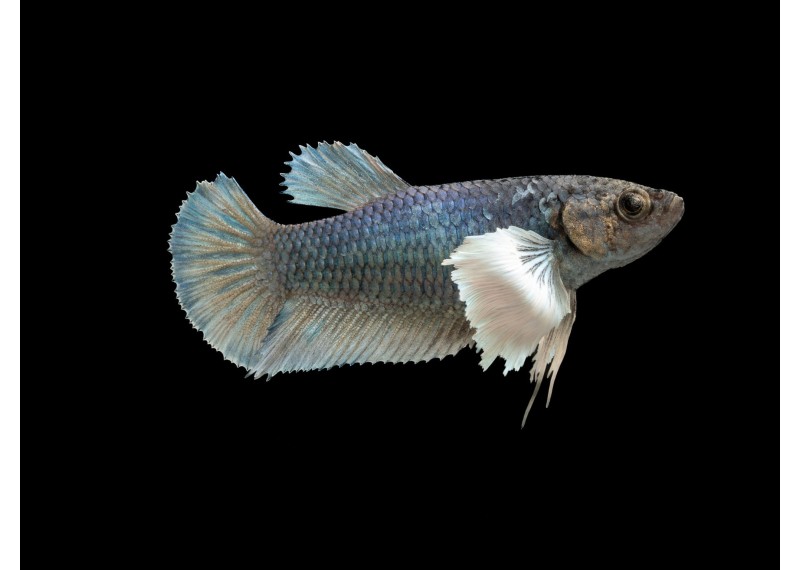 Betta femelle plakat éléphant assortie