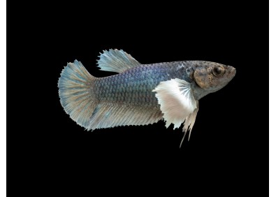 Betta femelle plakat éléphant assortie