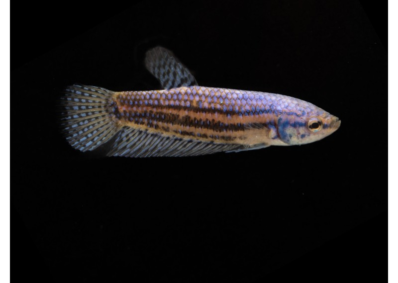 Betta femelle hybrid alien bleu