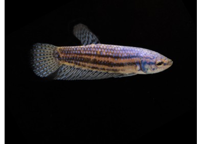 Betta femelle hybrid alien bleu