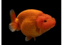 Ranchu grade A rouge