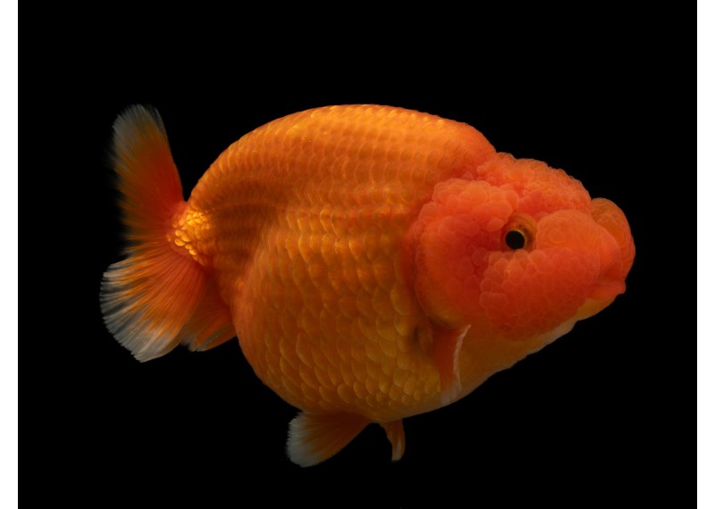 Ranchu grade A rouge