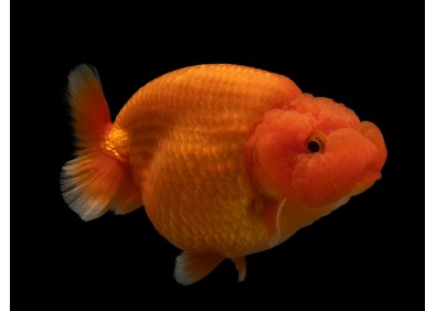 Ranchu grade A rouge