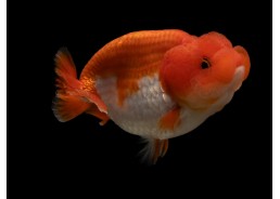 Ranchu grade A rouge et blanc