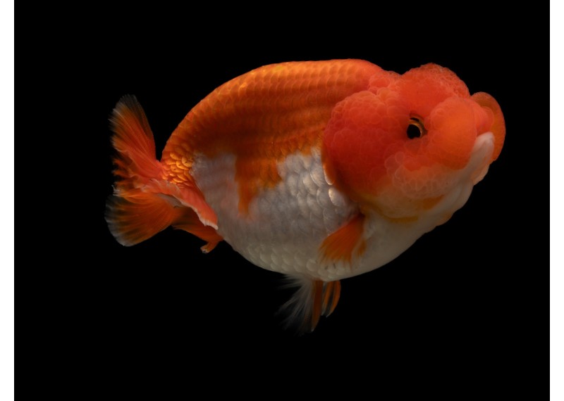 Ranchu grade A rouge et blanc