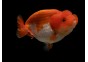 Ranchu grade A rouge et blanc