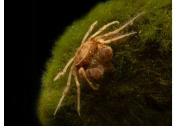 Micro crabe araignée