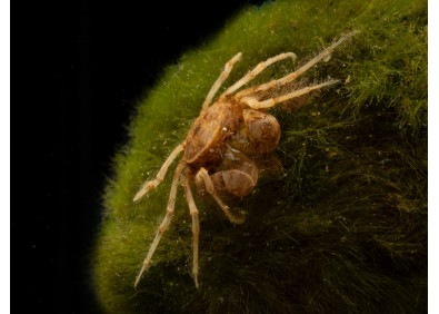 Micro crabe araignée