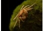 Micro crabe araignée