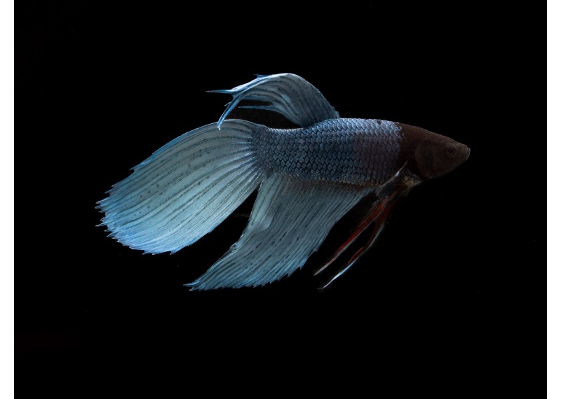 Betta mâle steel hybrid