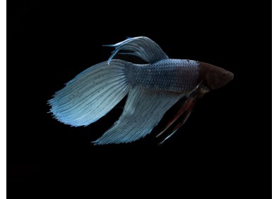 Betta mâle steel hybrid