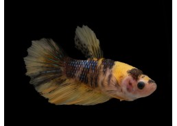 Betta plakat femelle sélect...