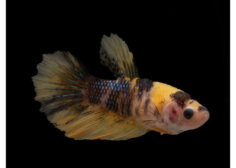 Betta plakat femelle sélect yellow cand