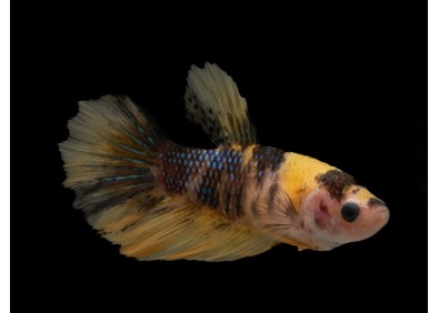 Betta plakat femelle sélect yellow cand