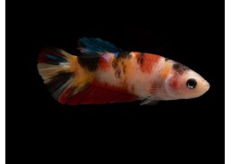 Betta plakat femelle select...