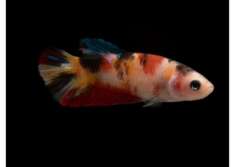 Betta plakat femelle select némo