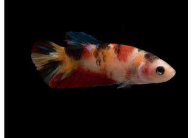 Betta plakat femelle select némo